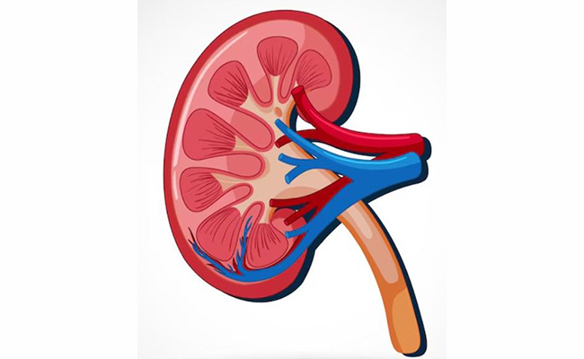 Advanced nephrology & urology at Amor